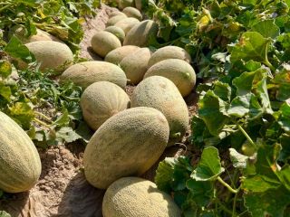 Ofrecemos una amplia gama de productos alimenticios: sandías frescas,
