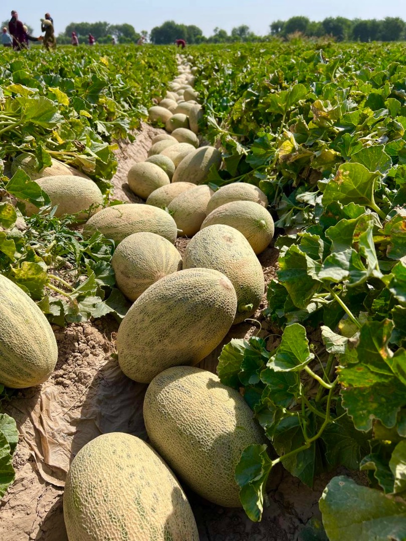 Ofrecemos una amplia gama de productos alimenticios: sandías frescas, melones dulces, café aromático, frutos secos naturales y otros productos de alta calidad