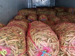 De agosto a octubre, ofrecemos pimiento rojo kapia para
