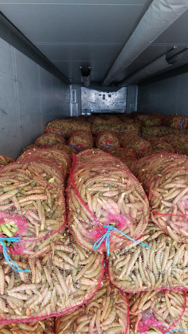 De agosto a octubre, ofrecemos pimiento rojo kapia para la industria y consumo en fresco, envasado en cajas y cajones