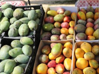 Vendo mango egipcio, el mejor del mundo. Directamente del