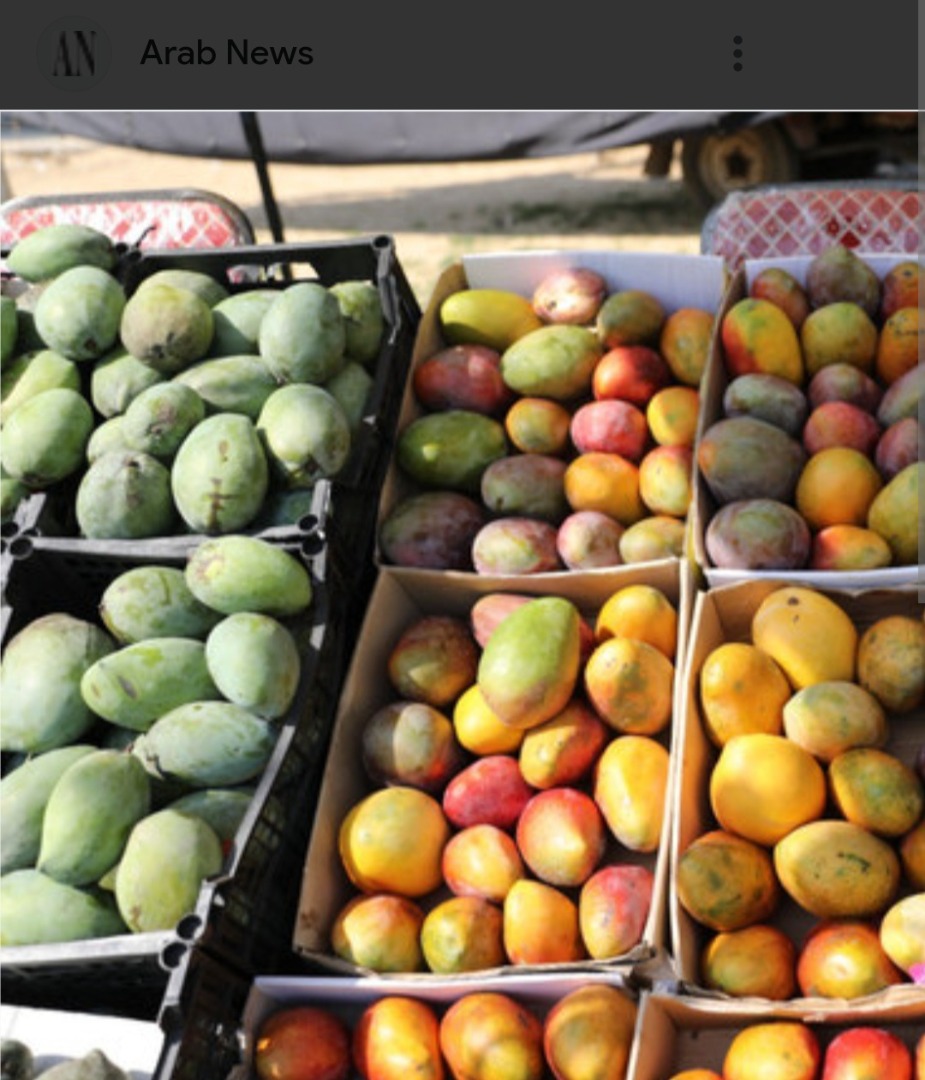 Vendo mango egipcio, el mejor del mundo