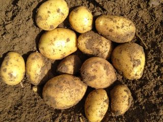 Vendo papa variedad carrera paquete de 25kg o BB.