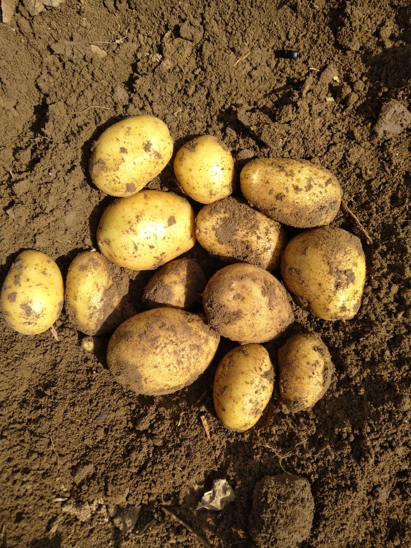 Vendo papa variedad carrera paquete de 25kg o BB