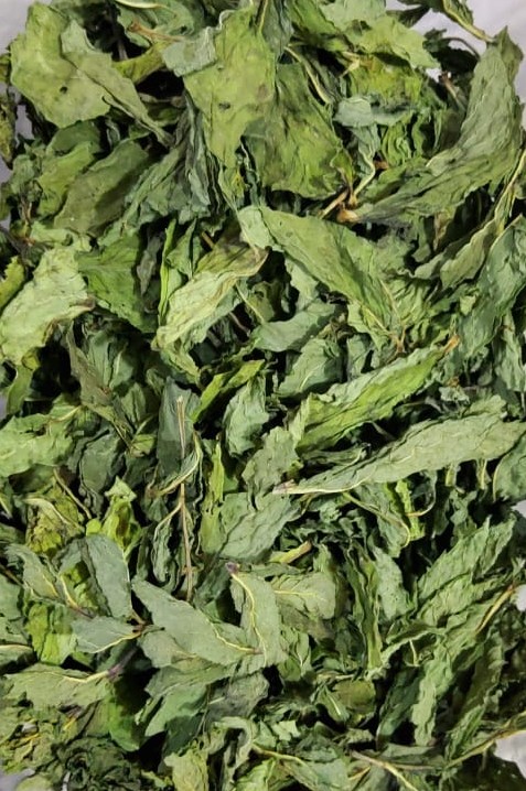 HOJAS ENTERAS AROMA FUERTE COLOR VERDE NATURAL SECADO AL AIRE