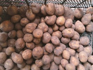 Vendo 5 toneladas de papas. Variedades Redsonia y Vineta,