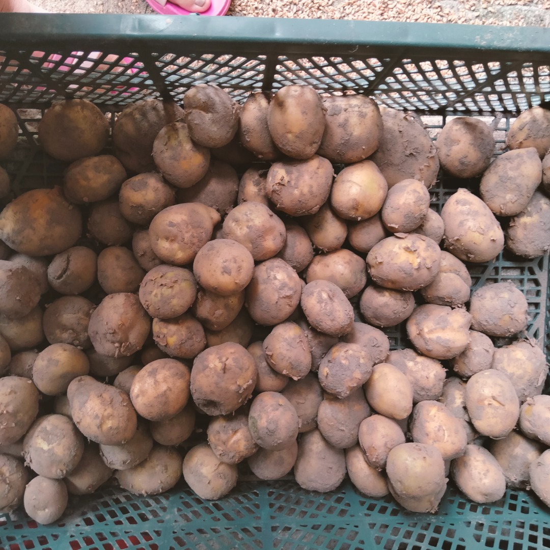 Vendo 5 toneladas de papas