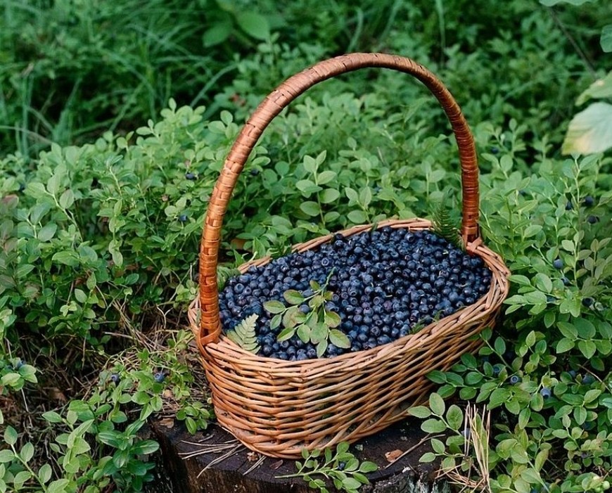 Vendo bayas de montaña puras, cosechadas diariamente, también en cantidades mayores de 50 a 100 kg al día