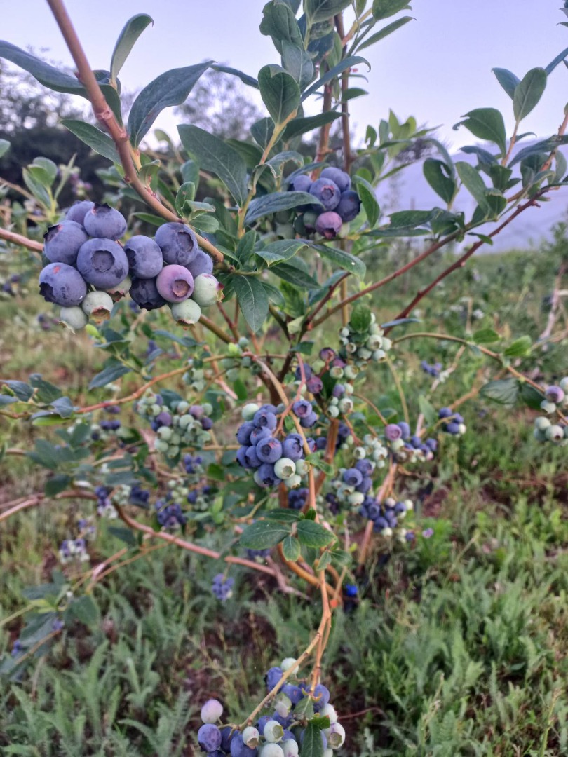 Busco entre 300 y 400 kg de arándanos cultivados
