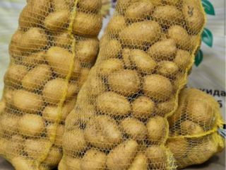 Hola, vendo papas Soraya de un productor. ¡Tengo cantidad!
