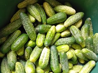 Vendo pepinos de mi propio cultivo.