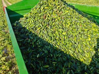 Vendo pepinos de campo de 9-12 cm, de 3