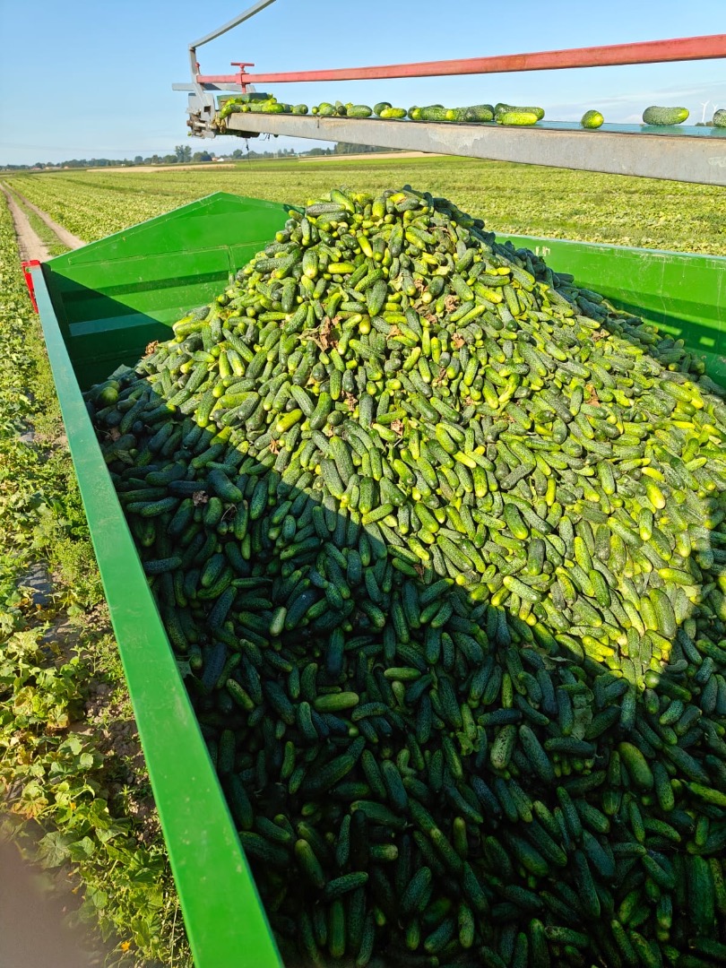 Vendo pepinos de campo de 9-12 cm, de 3 a 4 toneladas diarias, cosechados a diario