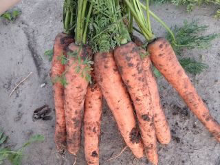 Venderé zanahorias, tamaño 4+, sanas, largas, cantidades de camión,