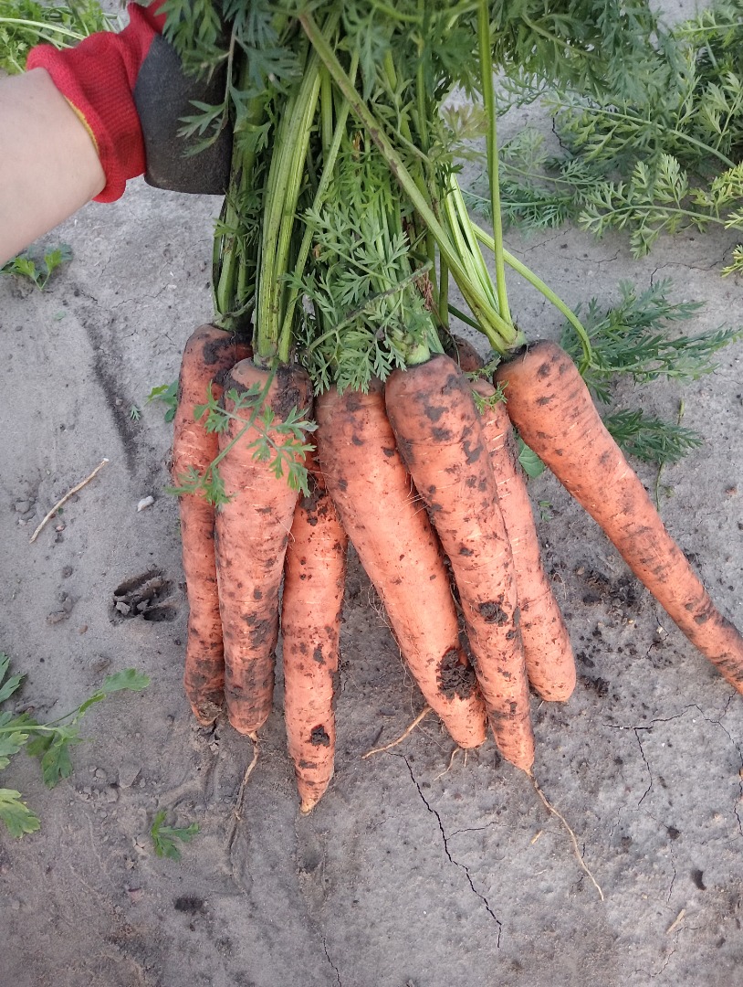 Venderé zanahorias, tamaño 4+, sanas, largas, cantidades de camión, excavadas a pedido, otros detalles a acordar