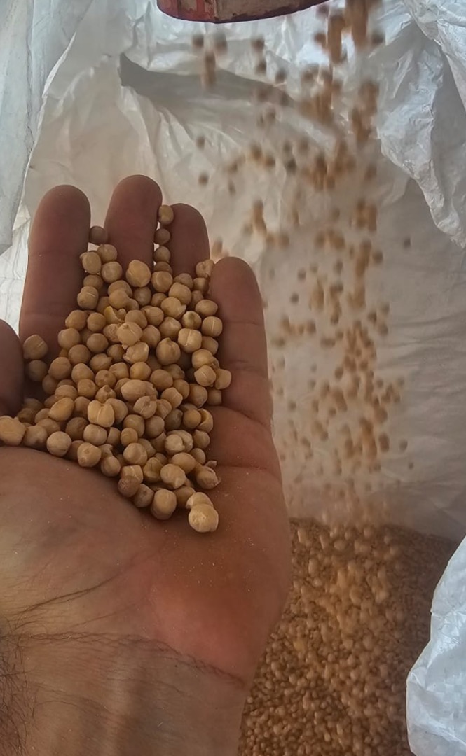 Cosecha de garbanzos 2025