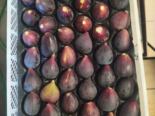 Vendo higos naturales confeccionados y refrigerados. Si está interesado,