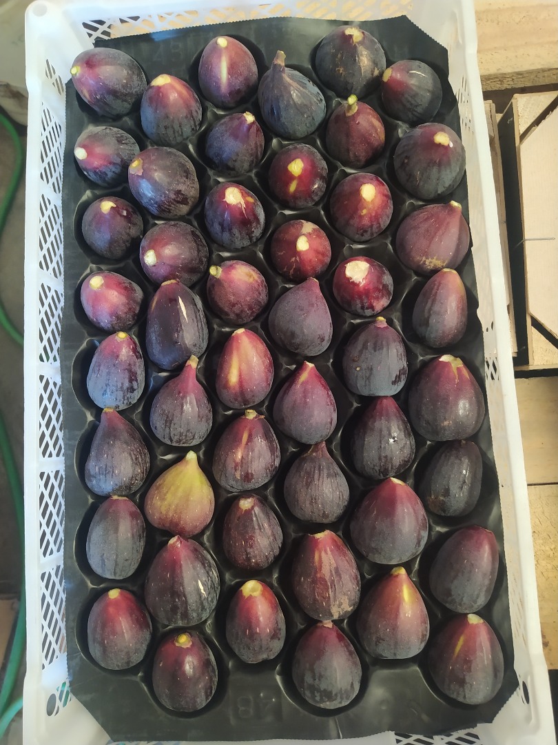 Vendo higos naturales confeccionados y refrigerados