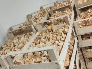 Vendo boletus comestible y seta espinosa.