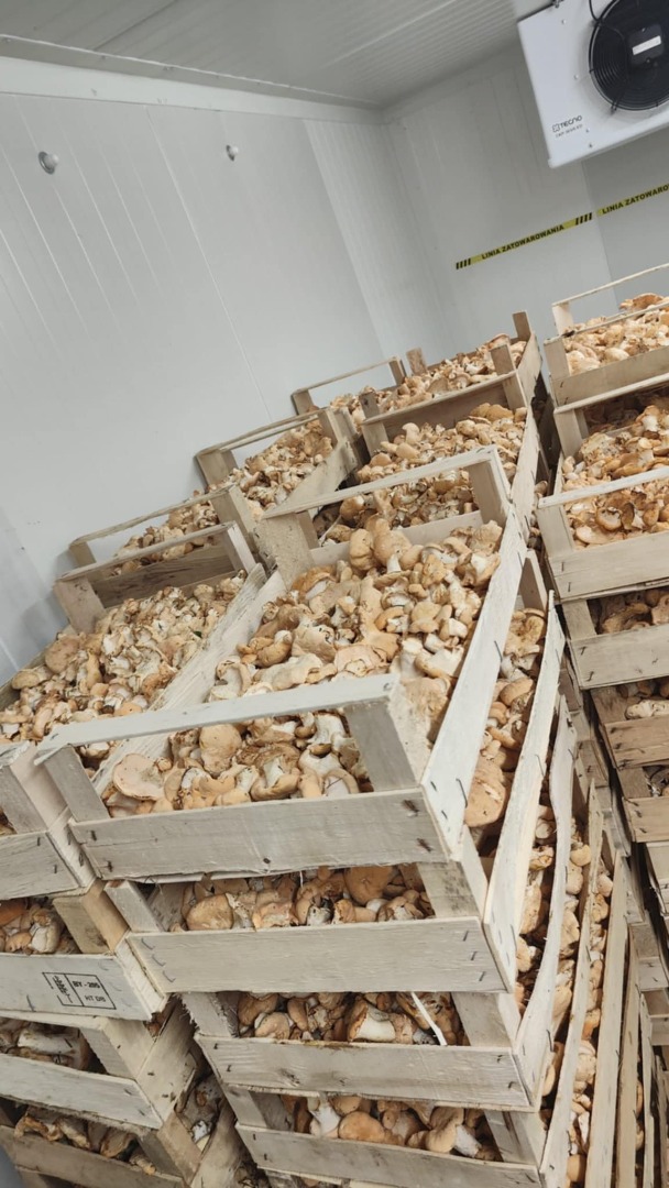 Vendo boletus comestible y seta espinosa