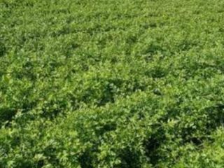 Hola, somos jóvenes agricultores[teléfono]emos plantado perejil, la caja lleva
