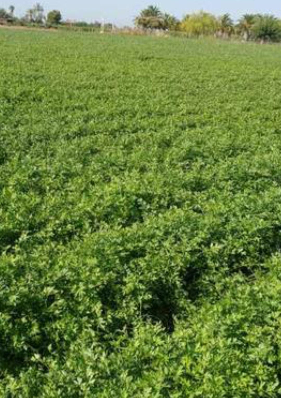 Hola, somos jóvenes agricultores[teléfono]emos plantado perejil, la caja lleva 20 manojos o también podemos venderlo por taullas, mi correo es [correo