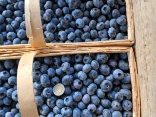 Hola, esta tarde vendo 200 cestas de 3 kg