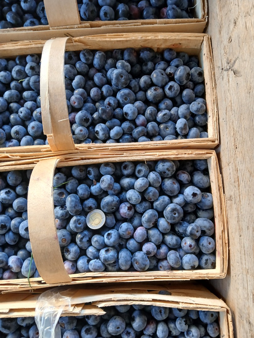 Hola, esta tarde vendo 200 cestas de 3 kg de arándanos Chendler