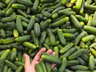 Vendo pepinos de campo a granel. De 1 a