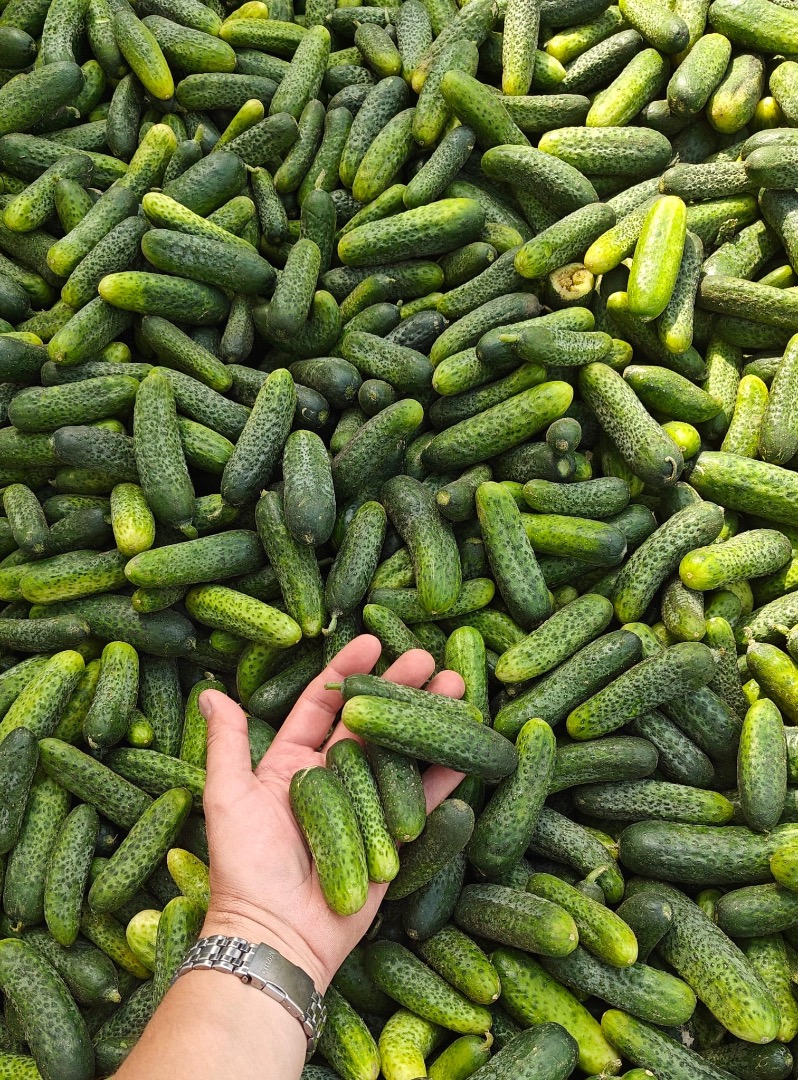 Vendo pepinos de campo a granel