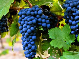 Contamos con uvas selectas de Primitivo, Falanghina y Aglianico,