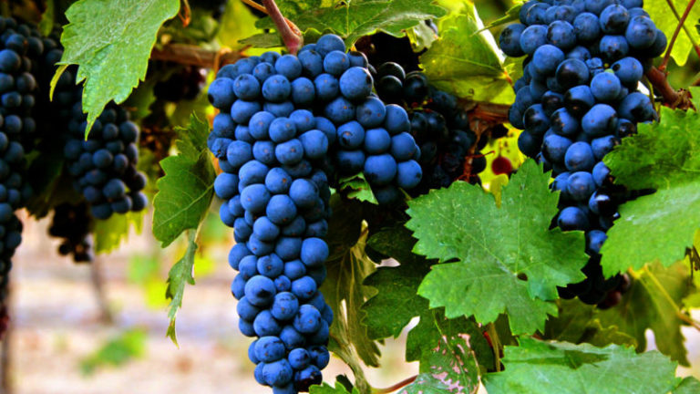 Contamos con uvas selectas de Primitivo, Falanghina y Aglianico, cultivadas orgánicamente, ideales para la elaboración de Falerno del Massico DOC