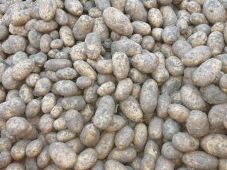 Se venden 250 toneladas de papas Fontane, clase 35+.