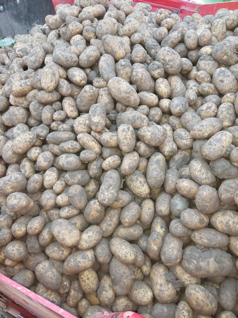 Se venden 250 toneladas de papas Fontane, clase 35+
