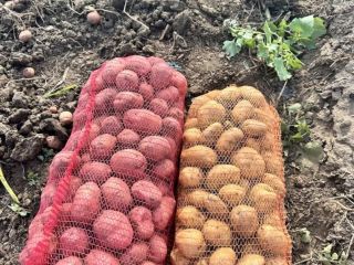 Se venden aproximadamente 40 toneladas de papas blancas y