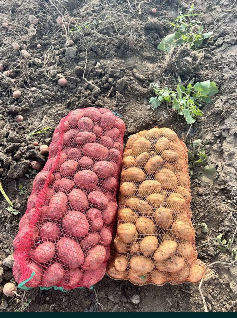 Se venden aproximadamente 40 toneladas de papas blancas y rojas