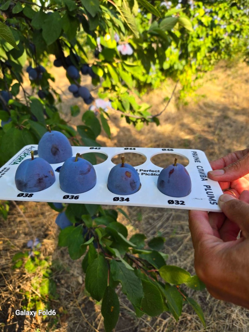 Ciruelas Stanley: ¡El dulce sabor de Moldavia! Jugosas, dulces y llenas de sabor, nuestras ciruelas Stanley se recolectan en el momento perfecto para ofrecerte