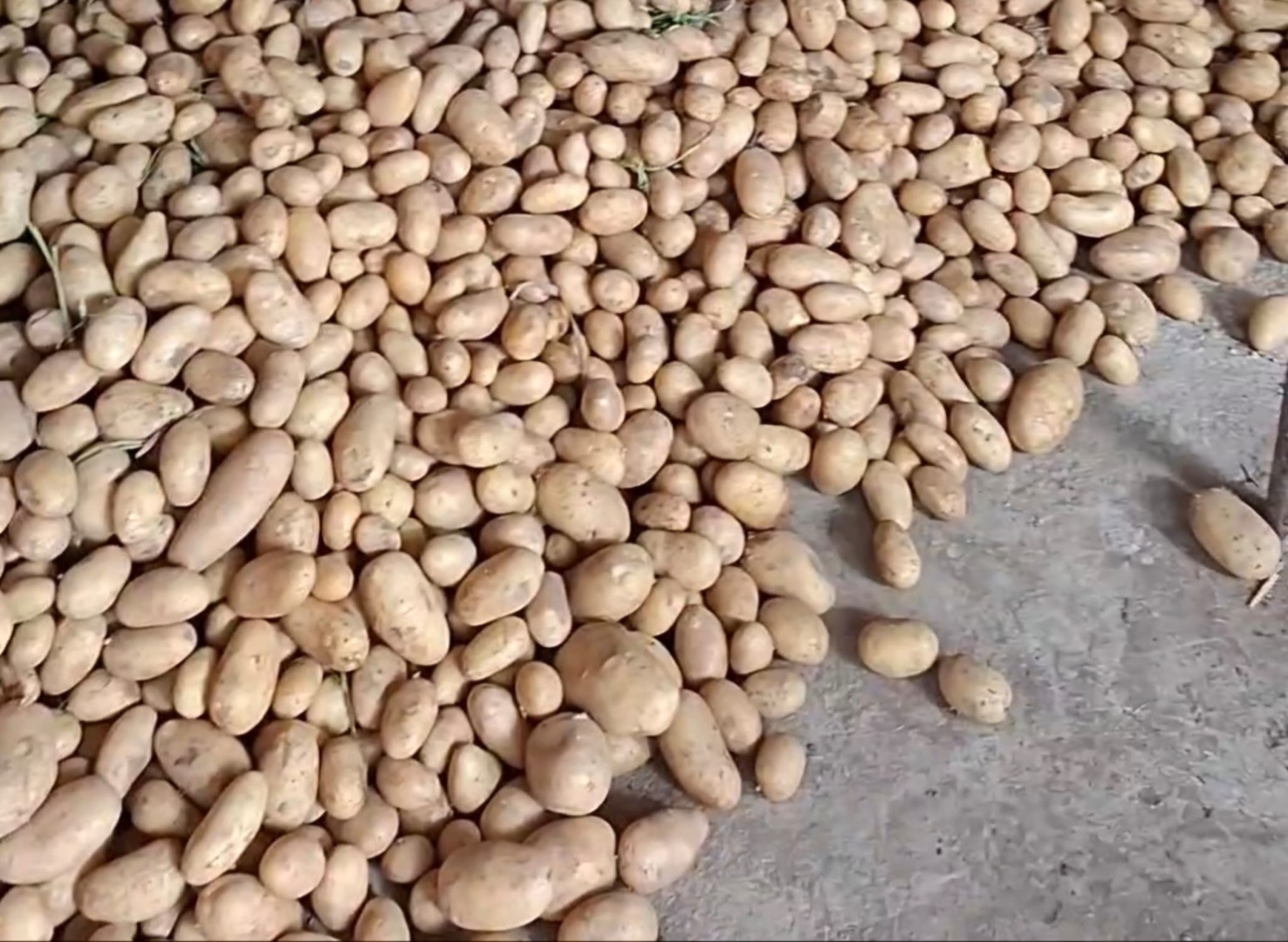 Vendo papas de Arizona