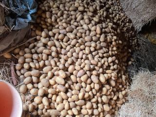 Vendo papa variedad soraya, tengo disponibles unas 3 toneladas.