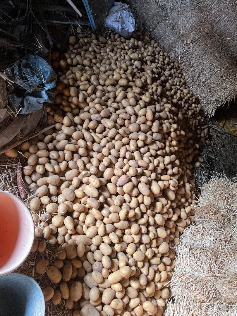 Vendo papa variedad soraya, tengo disponibles unas 3 toneladas