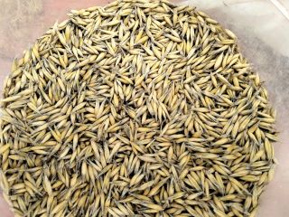 Vendo avena cosecha 2025, variedad bingo, cantidad aprox. 40