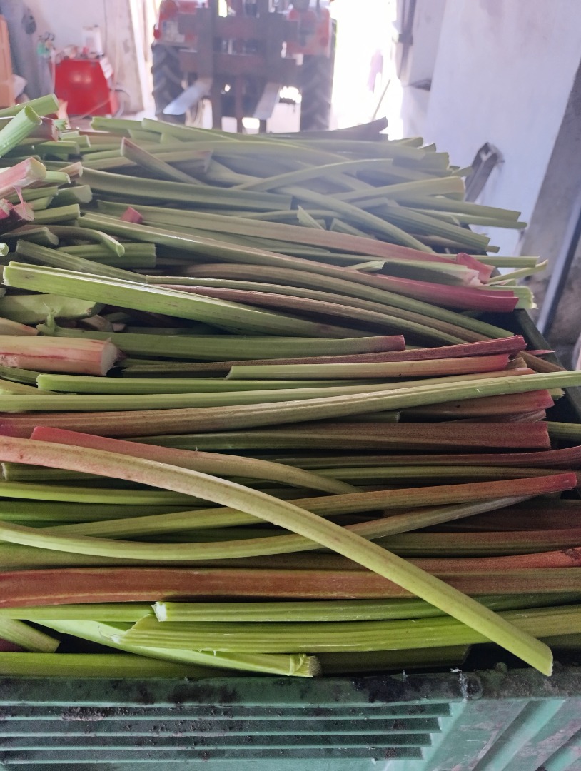 Tengo una gran cantidad de ruibarbo de la variedad Leader a la venta