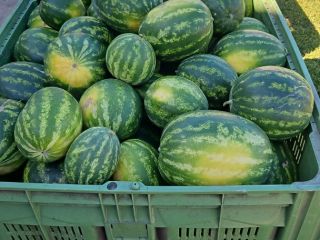 Variedades de sandía polaca a la venta: Melia y