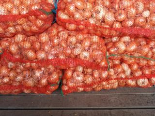 Vendo cebollas de verdeo empacadas en bolsas de 25