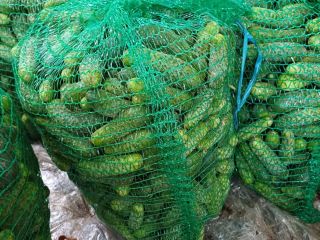 Pepinos orgánicos certificados. Mezcla de pepinos encurtidos. Pepino para