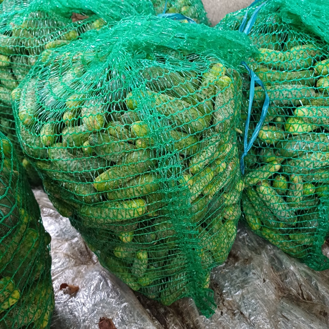 Pepinos orgánicos certificados