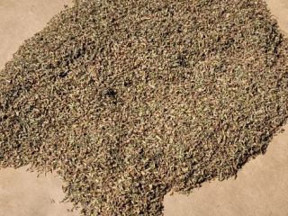 Hola. Vendo inflorescencias secas (cabezas florales) después de la