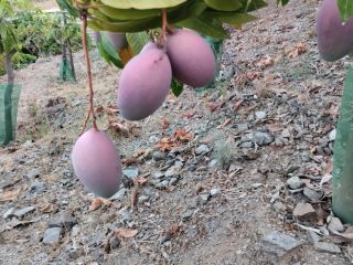 Se venden Mangos ecológicos de la axarquia del árbol