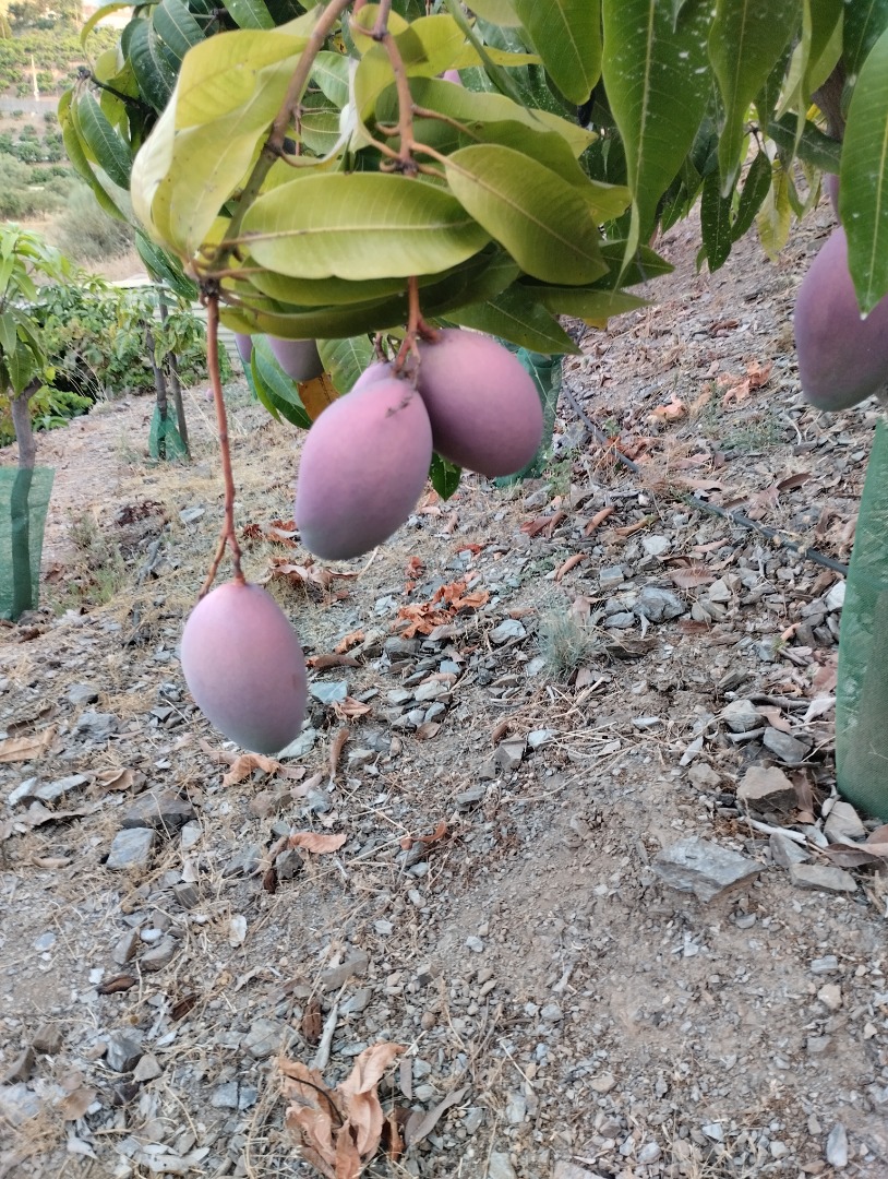 Se venden Mangos ecológicos de la axarquia del árbol a la mesa no te quedes sin los tuyos ...los mejores mangos del mundo