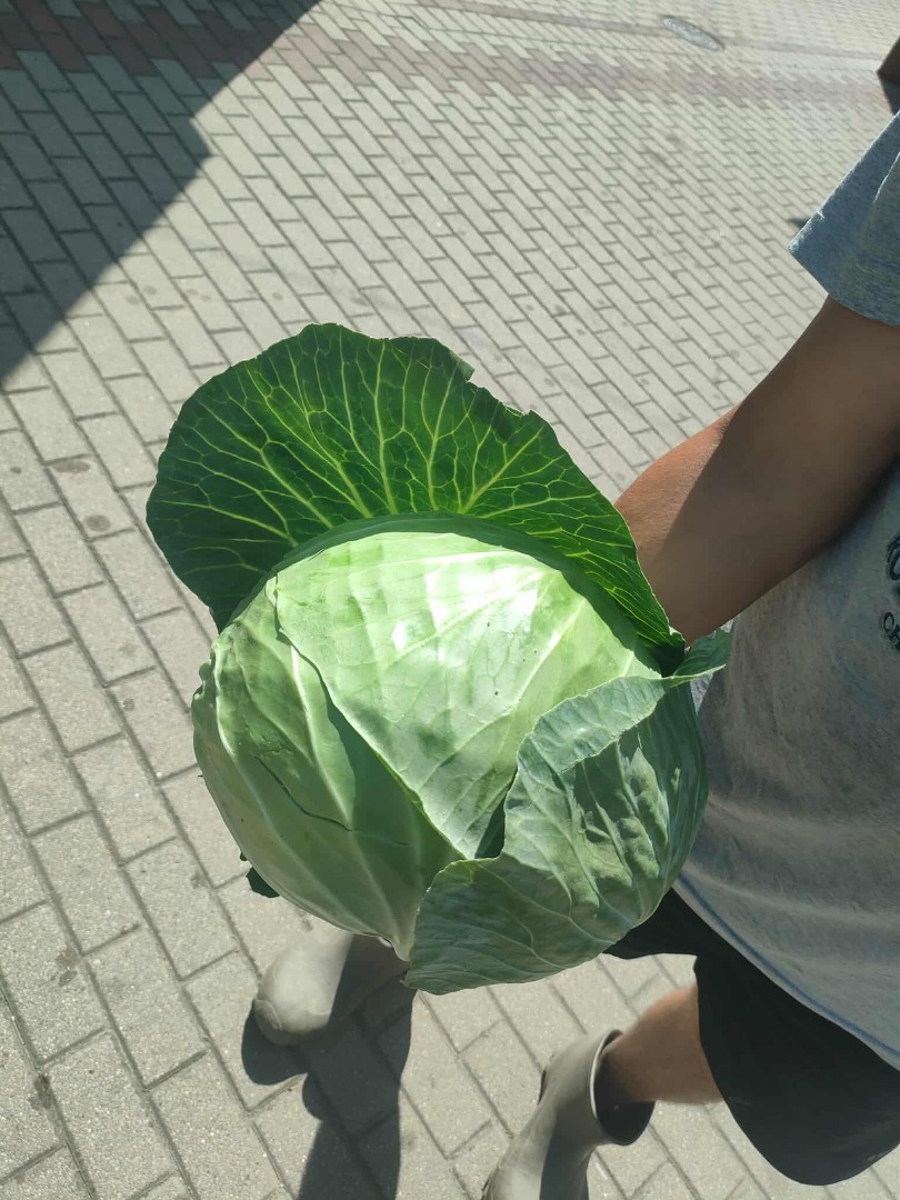 + Posibilidad de comprar grandes cantidades + Precio: 2,3 PLN/kg + Una cabeza pesa aprox